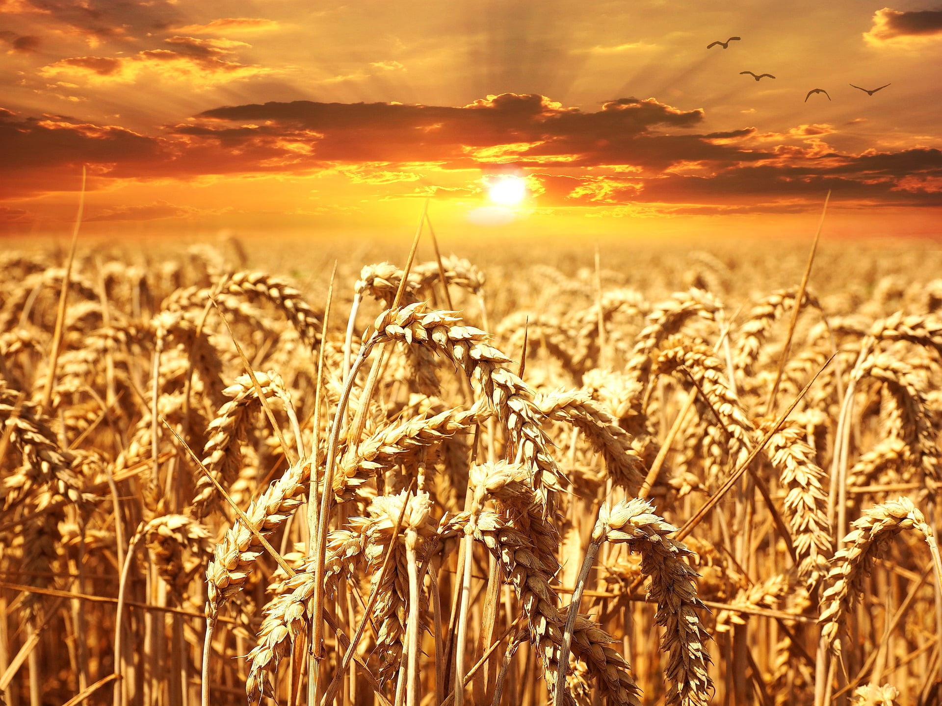 Termőföld gabonával naplementében, az aranykalászos gazda képzettséget bemutató cikk illusztrációja